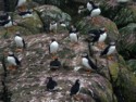 Puffins on the rocks 2